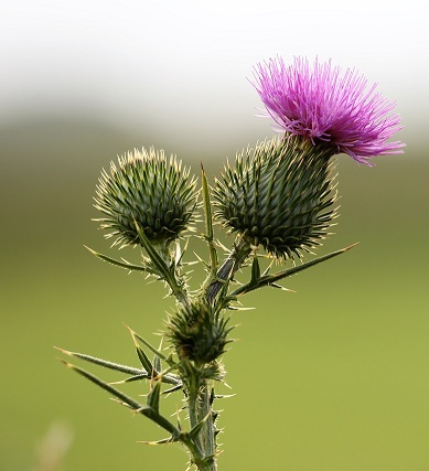 Arctium, nome scientifico della bardana e fonte di ispirazione per il velcro.